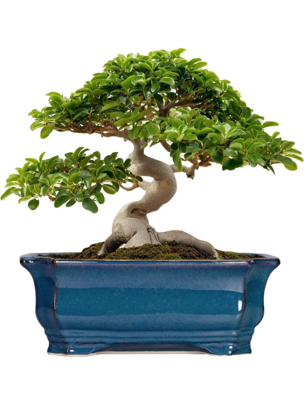 Large 13.7" Ceramic Bonsai Planter - Rectangle Pot with Drainage, Indoor/Outdoor